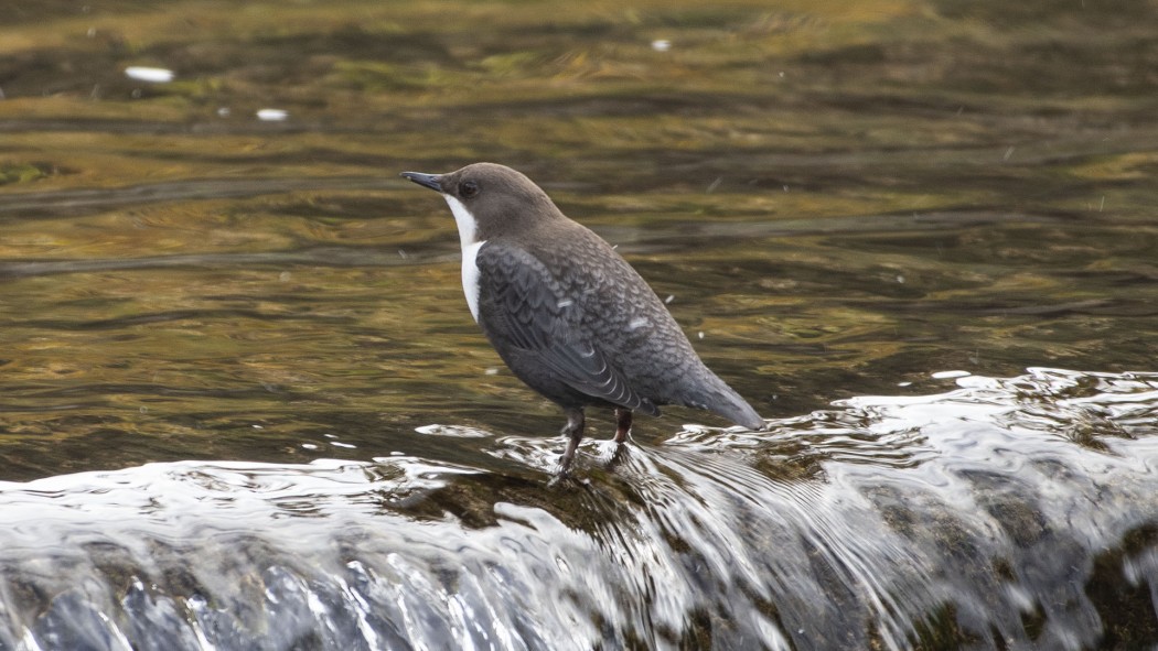 White-throated Dipper
