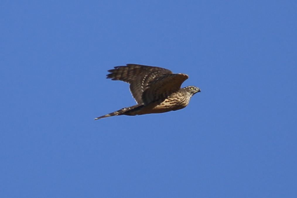 Northern Goshawk