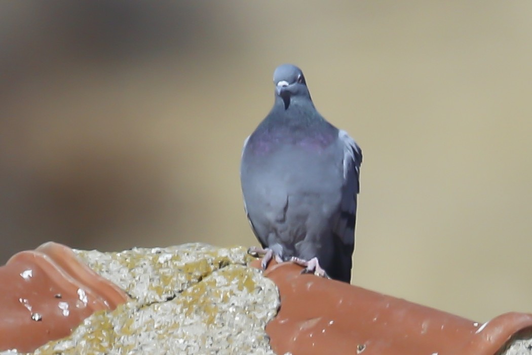 Rock Dove