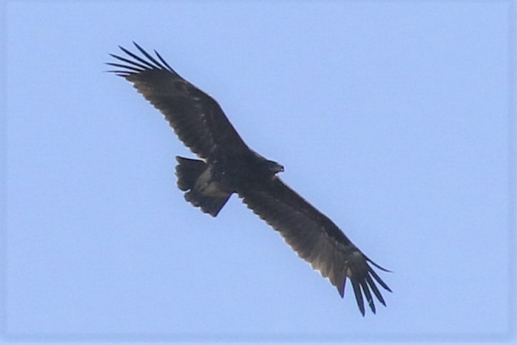Greater Spotted Eagle