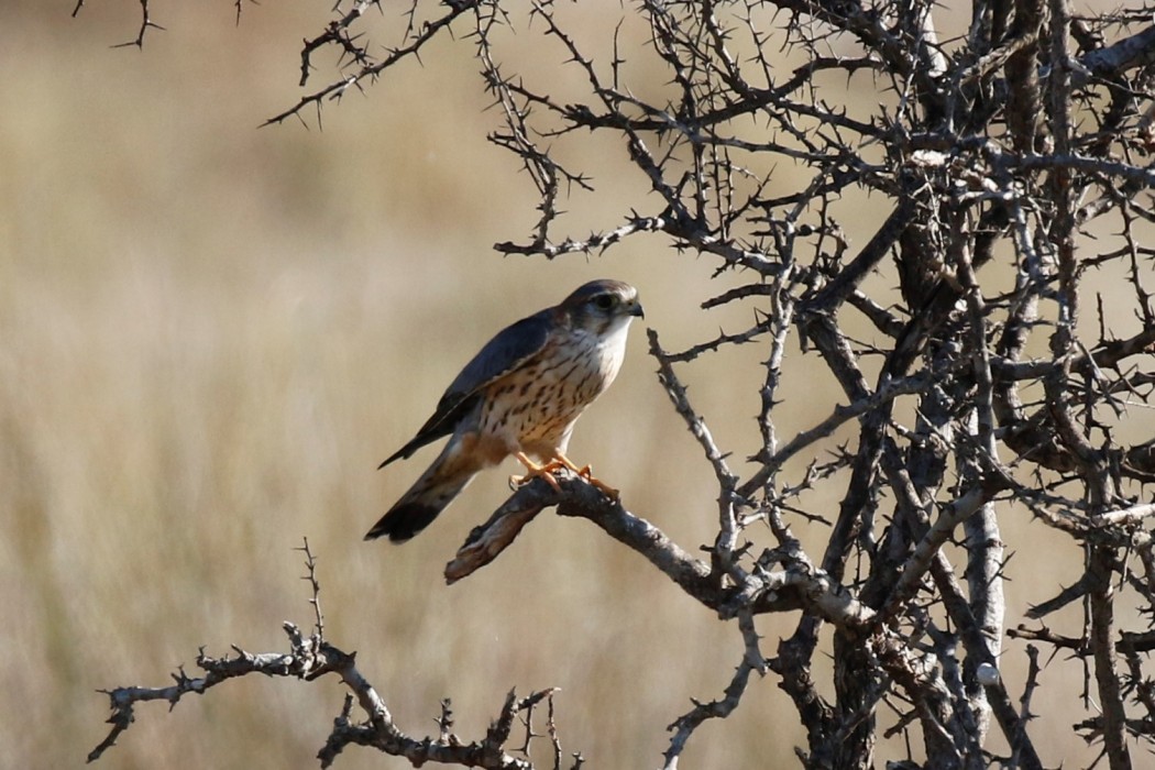 Merlin