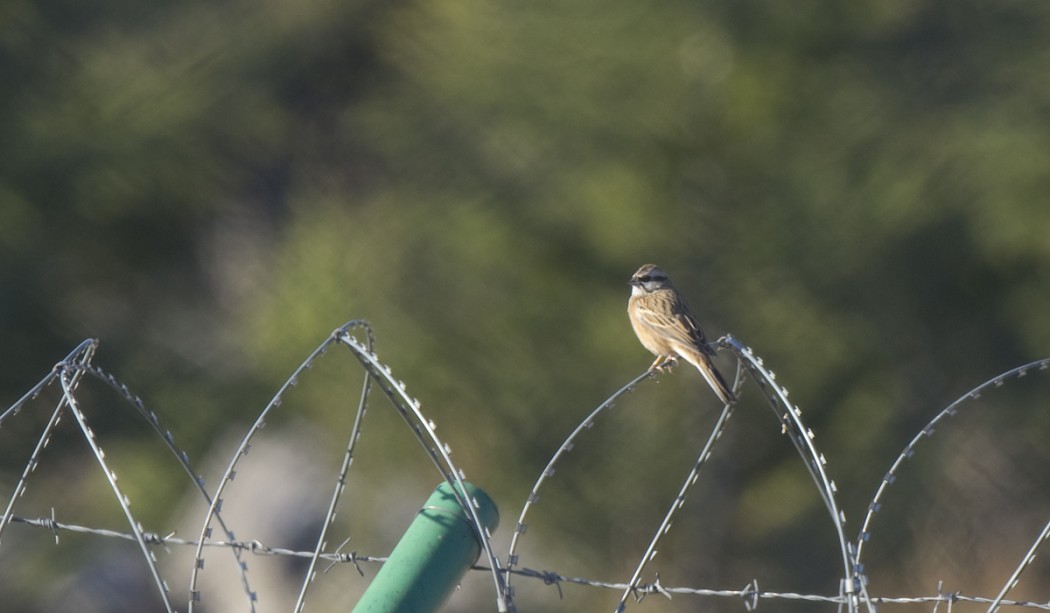 Rock Bunting
