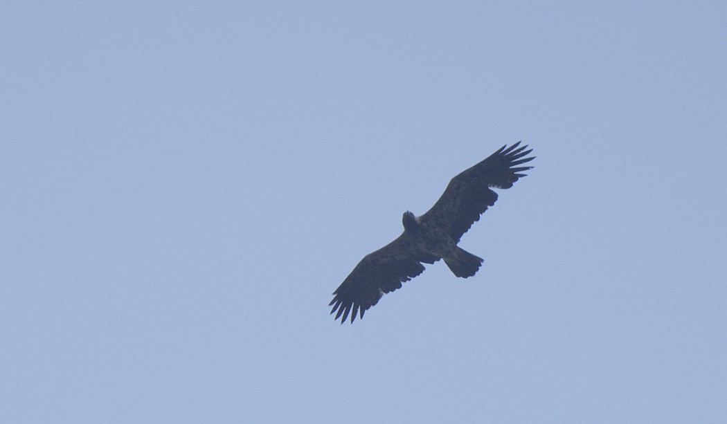 Eastern Imperial Eagle