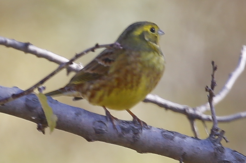 Yellowhammer