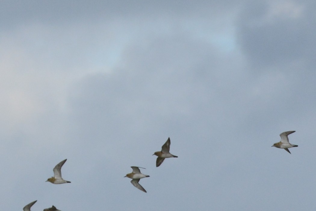 European Golden Plover
