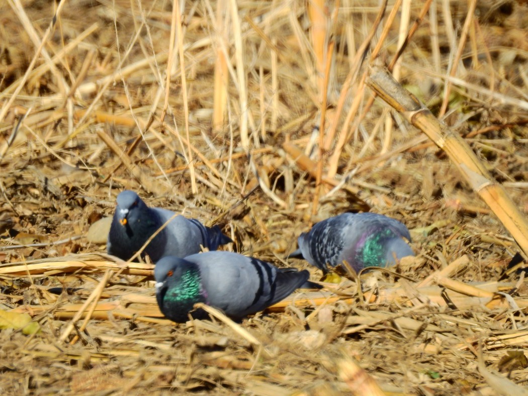 Rock Dove