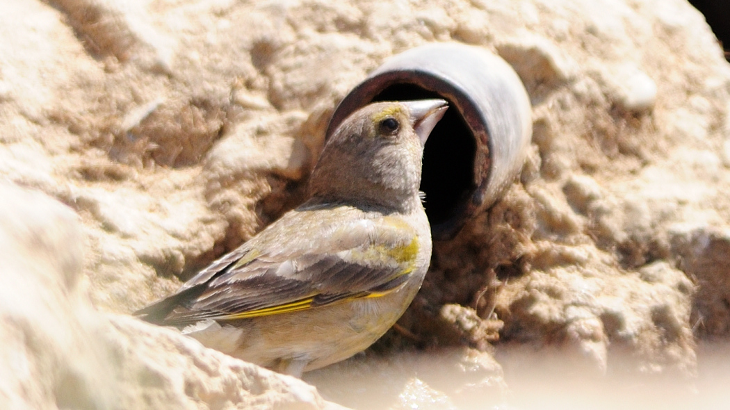European Greenfinch