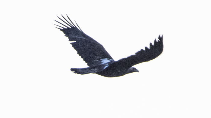 Eastern Imperial Eagle