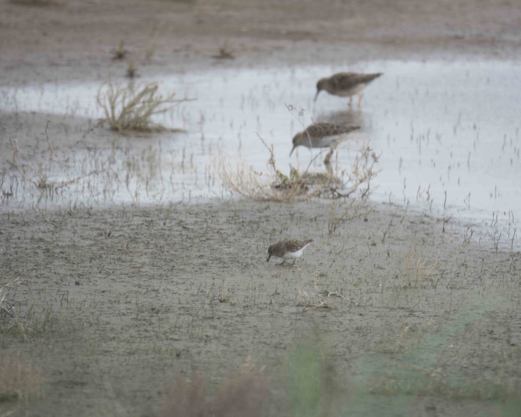 Temminck`s Stint