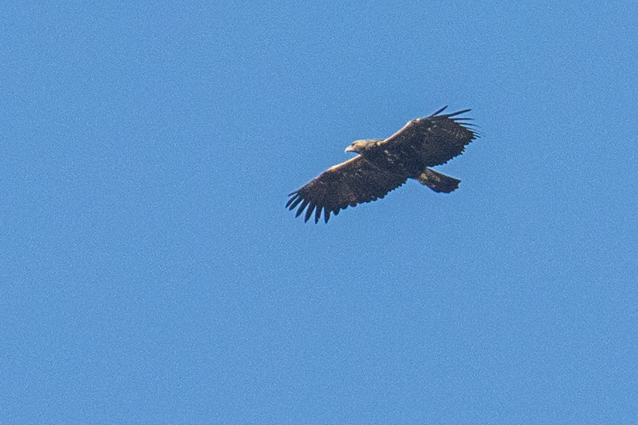 Eastern Imperial Eagle