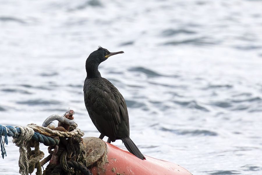 European Shag