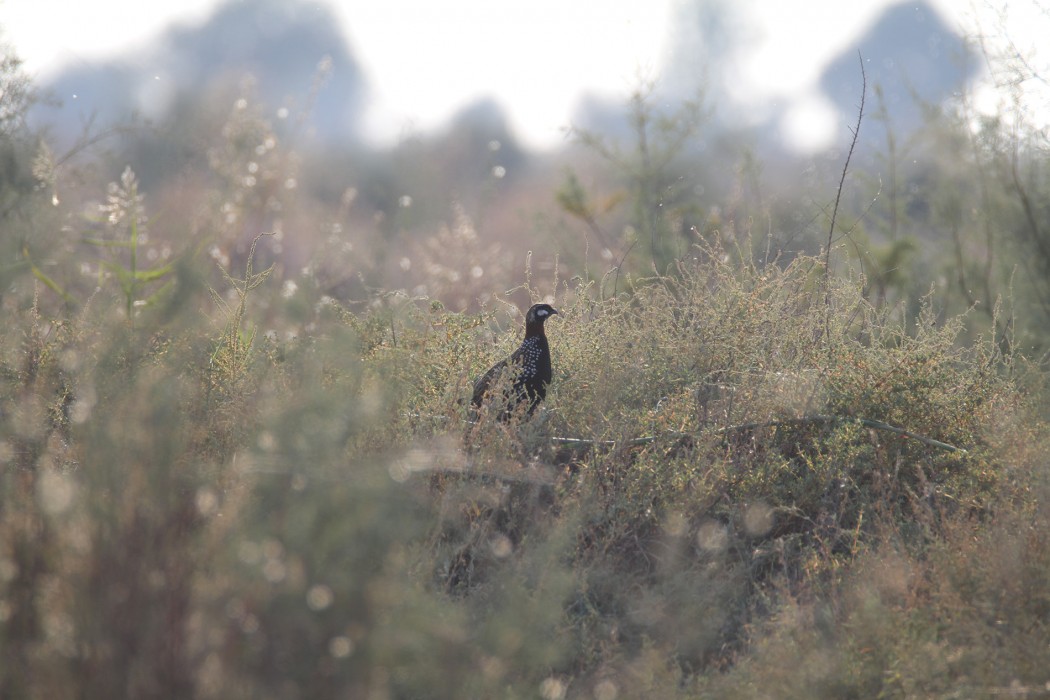 Black Francolin