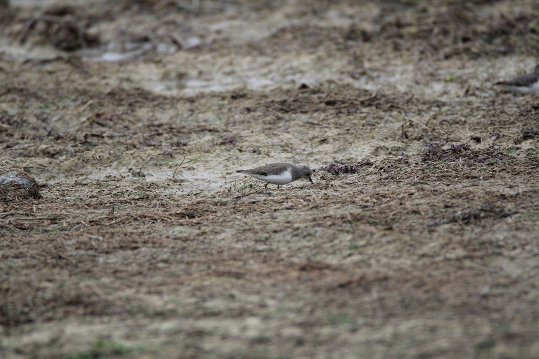 Temminck`s Stint