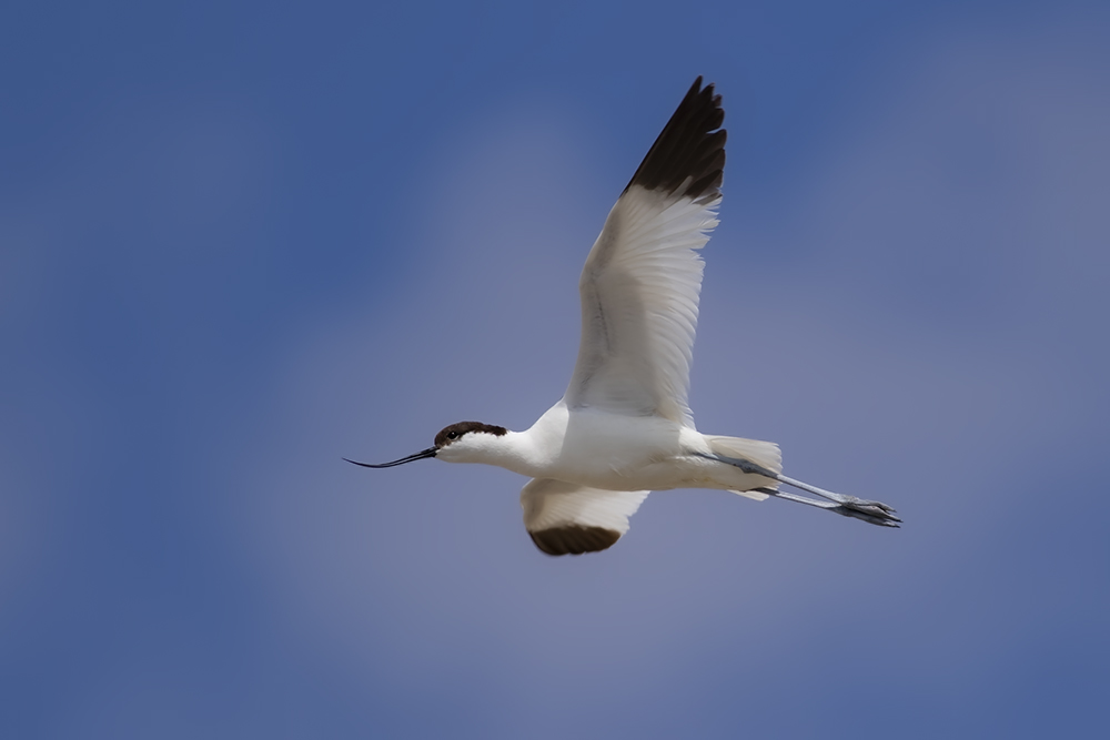 Pied Avocet
