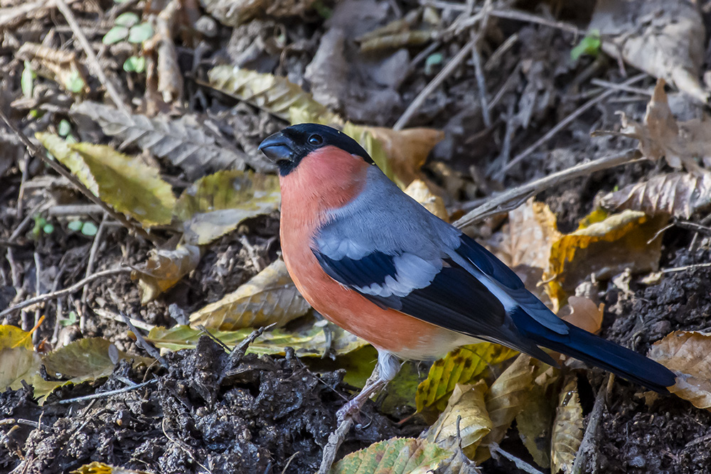 Eurasian Bullfinch
