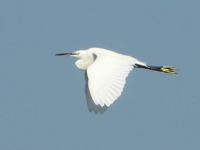 Little Egret