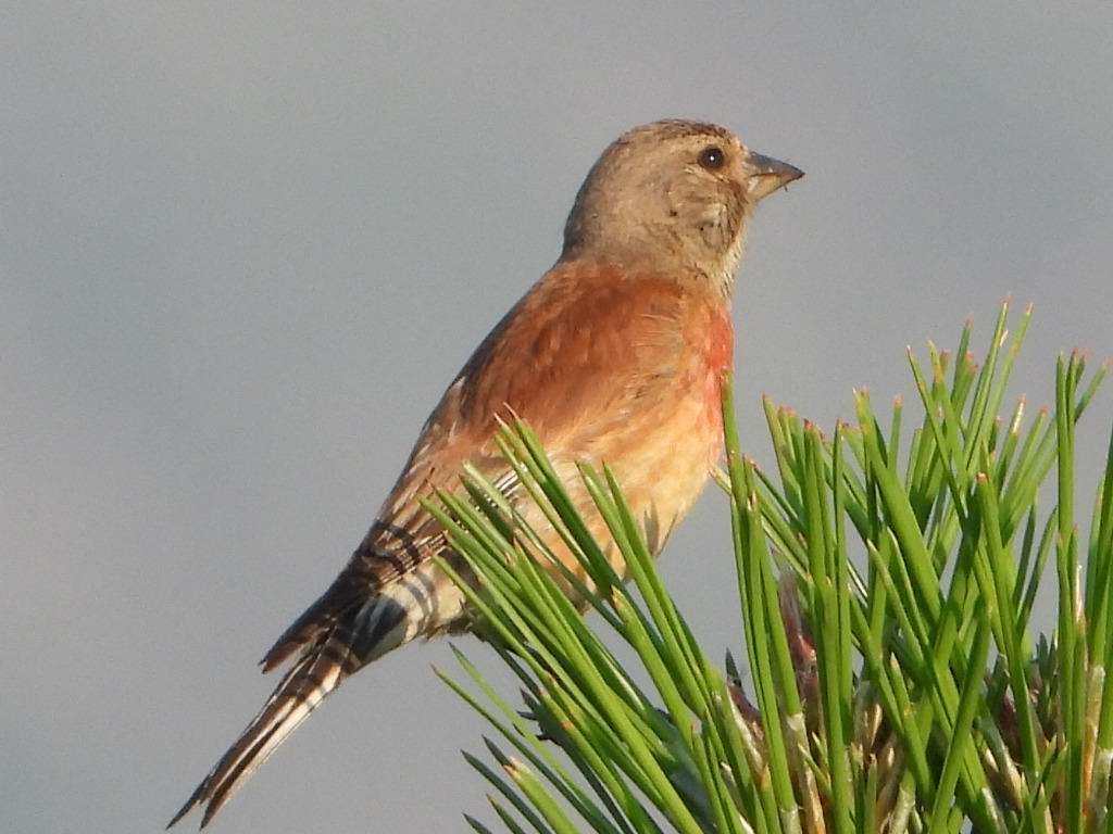 Common Linnet