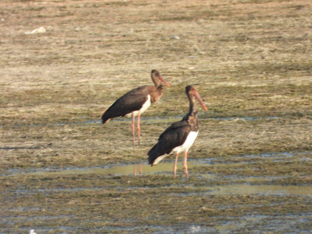 Black Stork