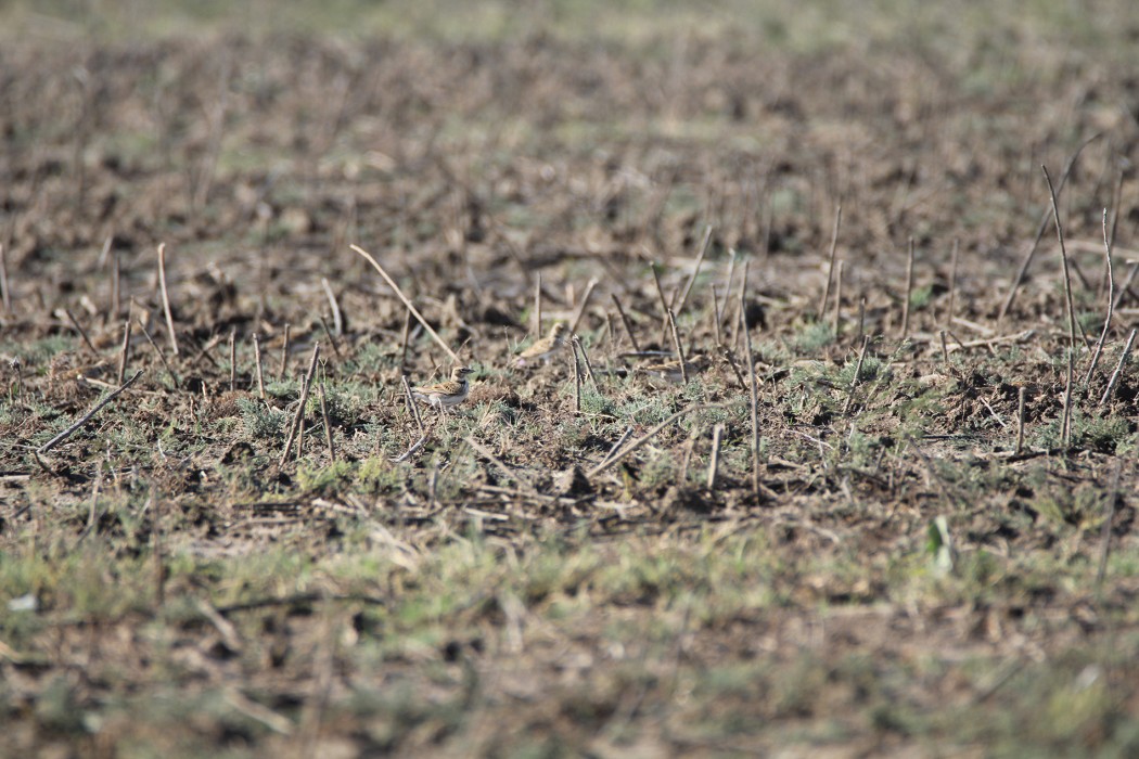 Calandra Lark