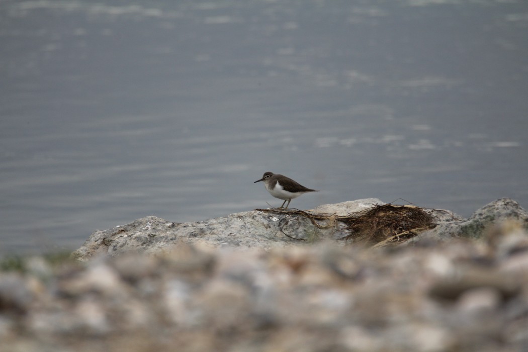 Common Sandpiper