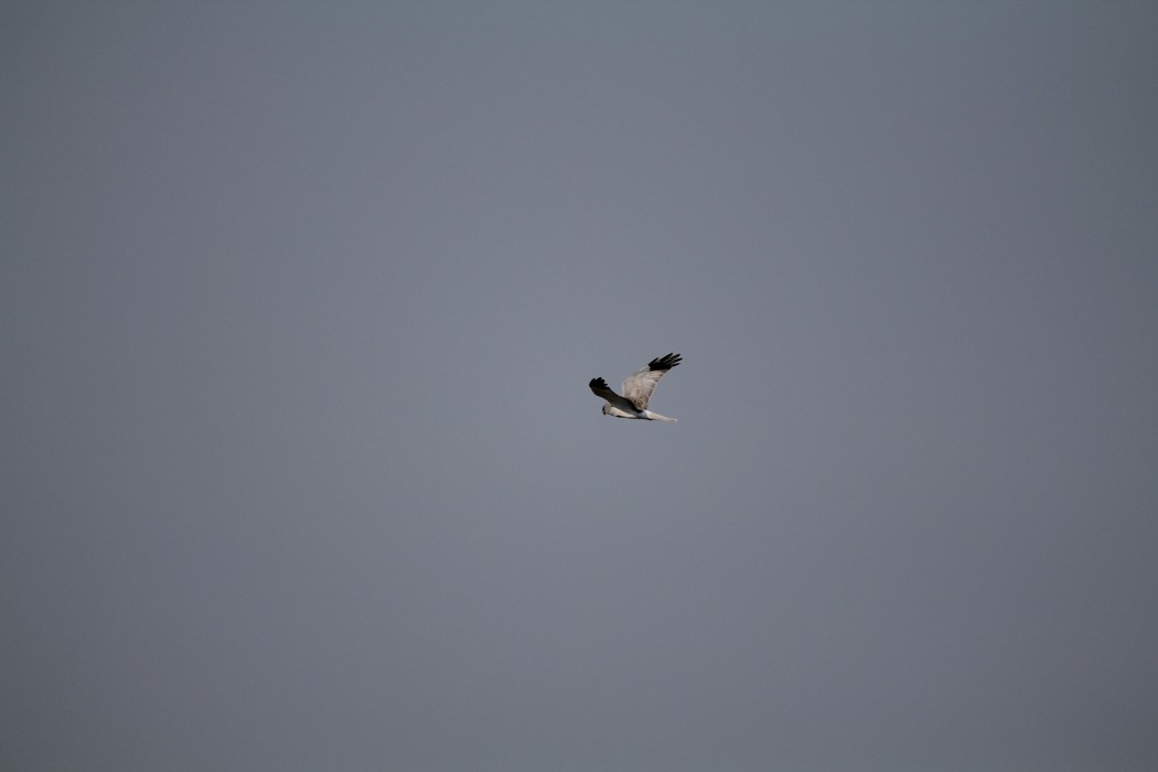 Hen Harrier