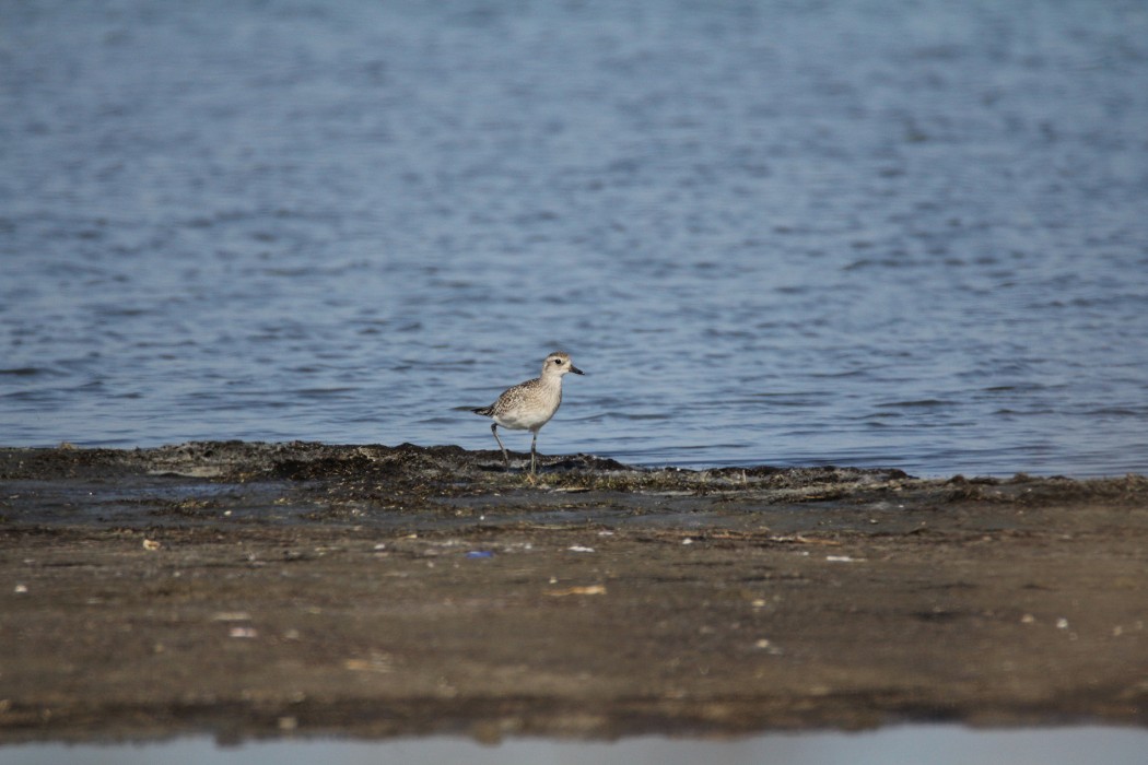 Grey Plover