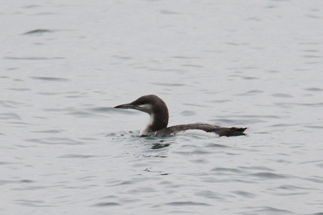 Black-throated Loon
