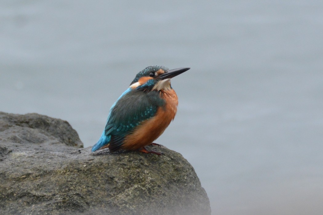 Common Kingfisher