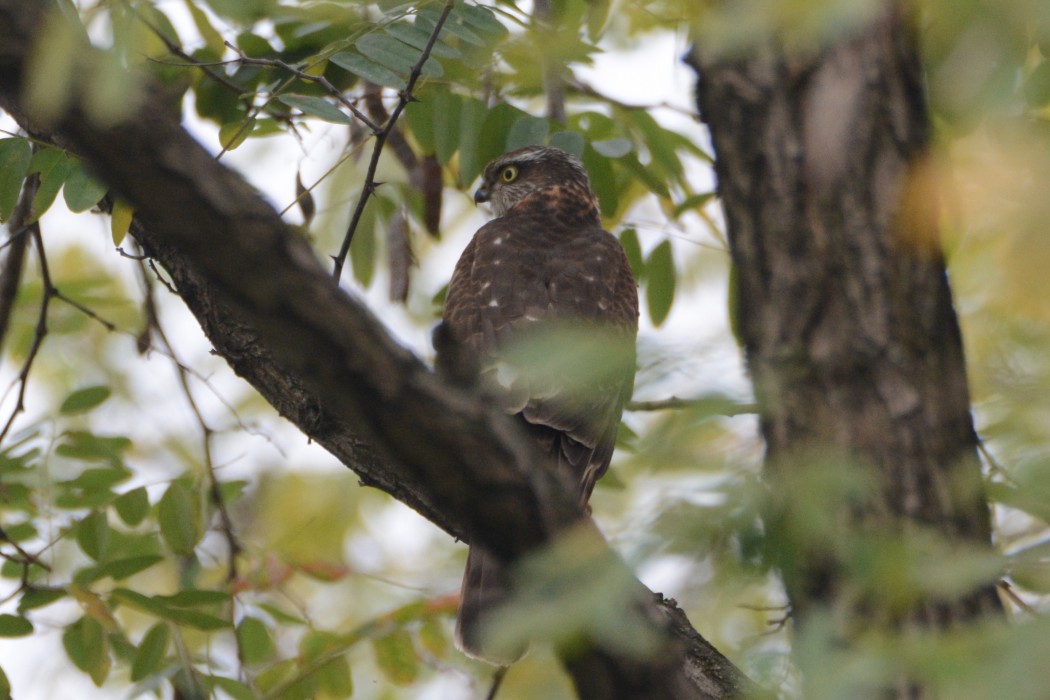 Eurasian Sparrowhawk
