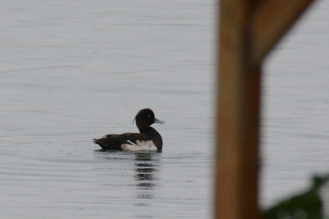 Tufted Duck