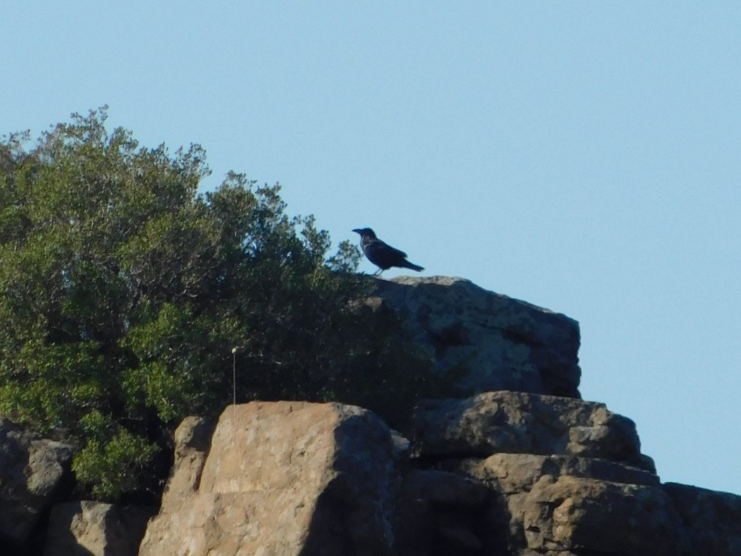 Northern Raven