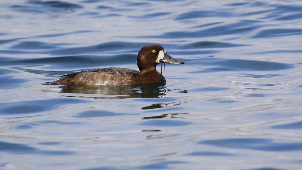 Greater Scaup