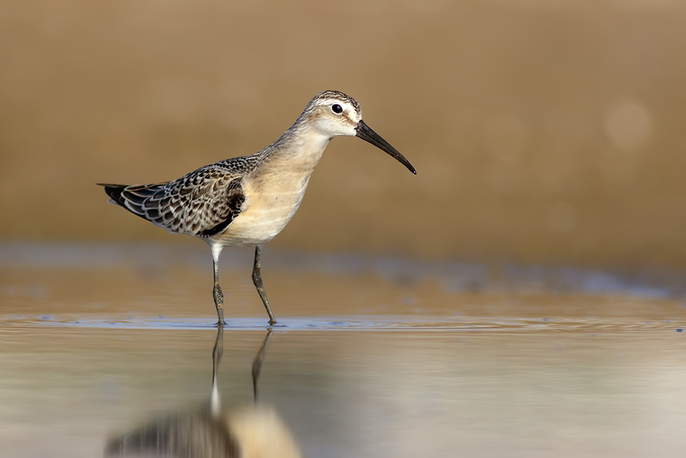 Curlew Sandpiper