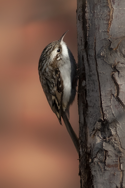 Eurasian Treecreeper