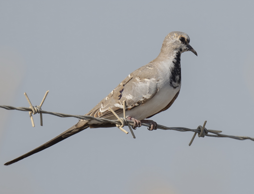 Namaqua Dove
