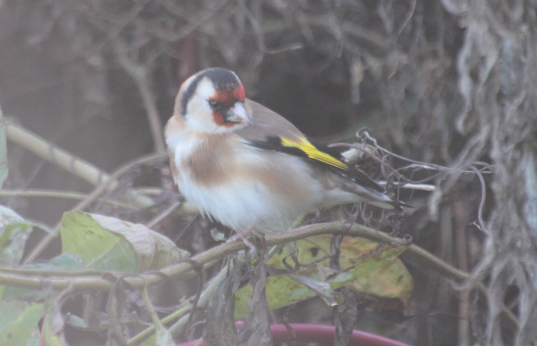 European Goldfinch