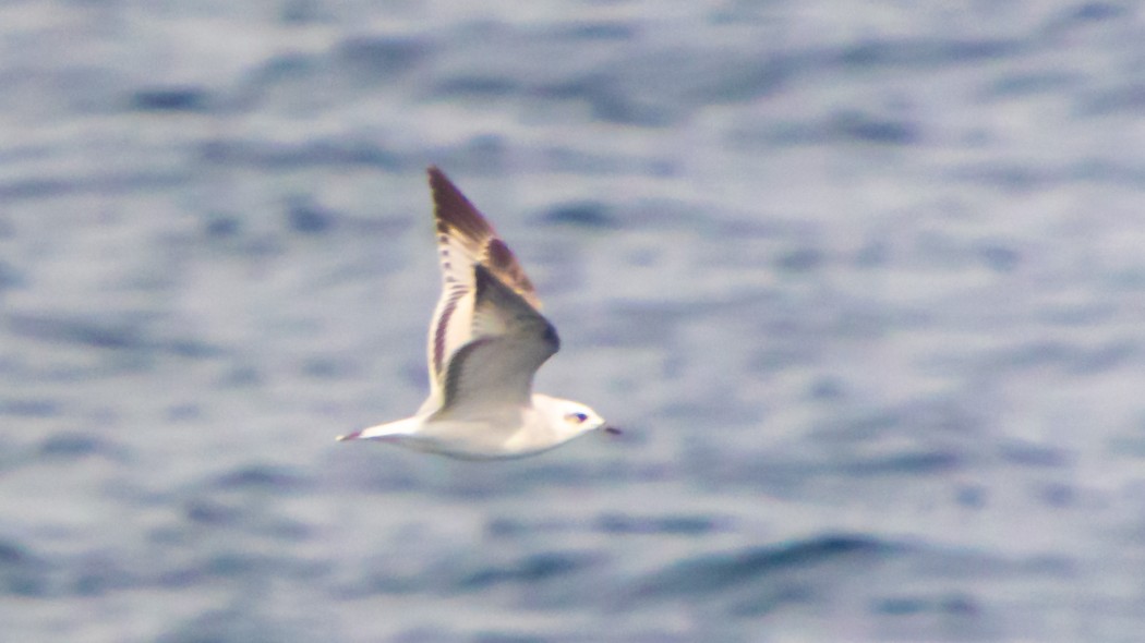 Mediterranean Gull