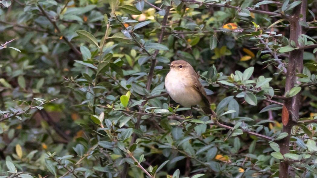 Common Chiffchaff