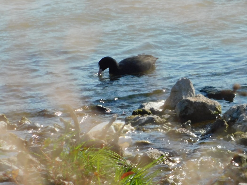 Eurasian Coot
