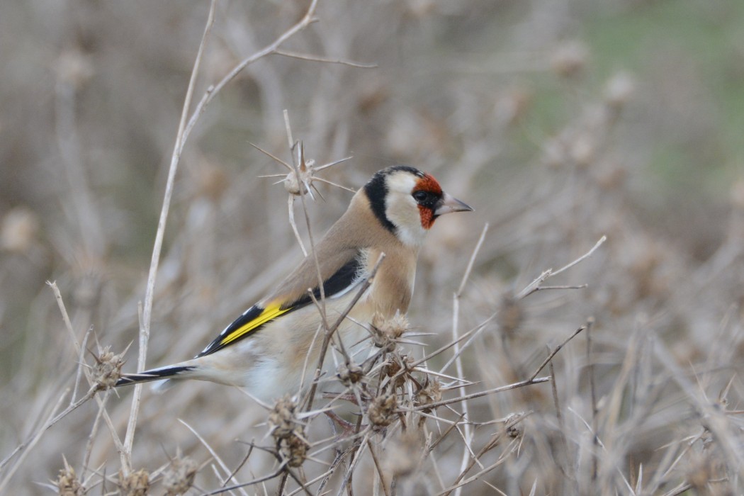 European Goldfinch