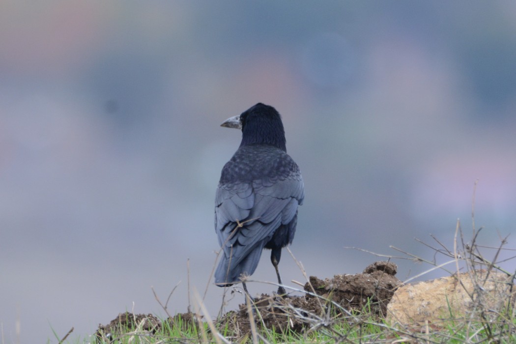 Rook