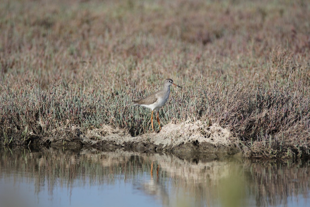 Common Redshank
