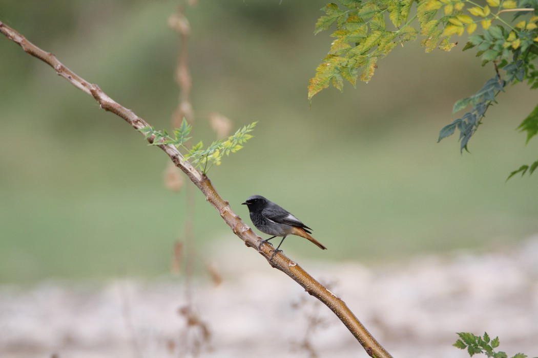 Black Redstart