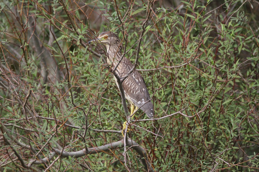 Black-crowned Night Heron