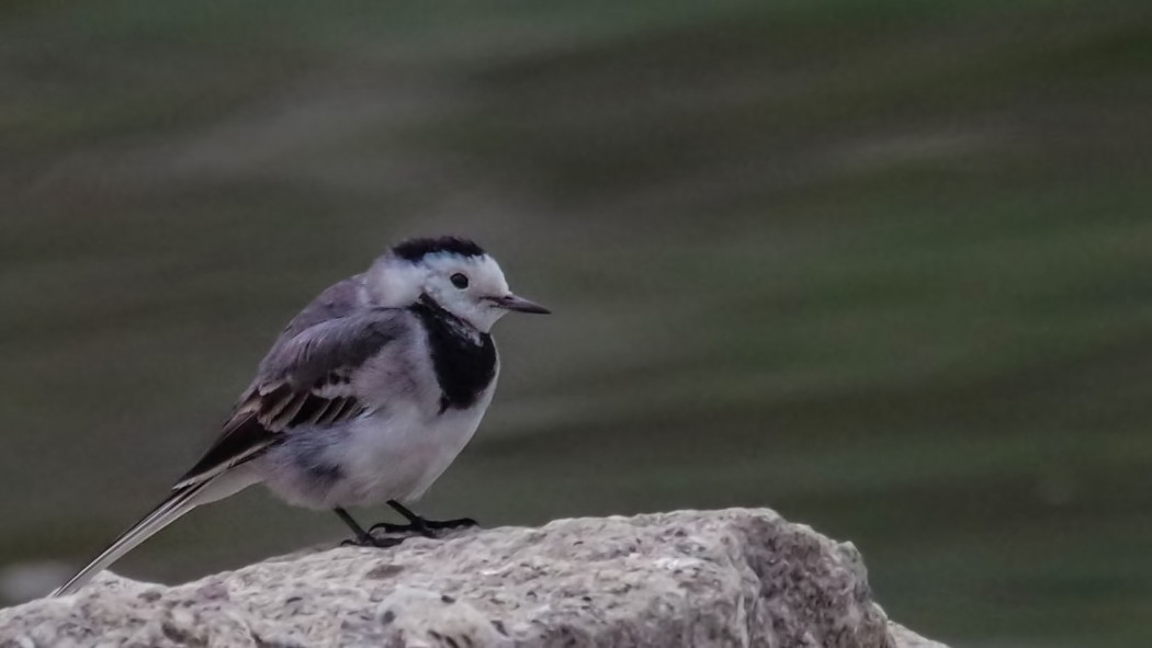White Wagtail