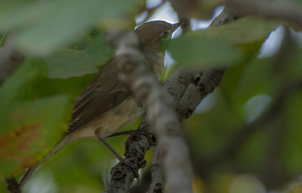 Garden Warbler