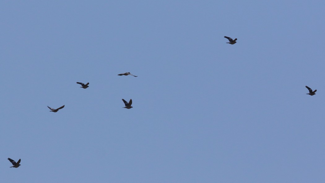 Common Wood Pigeon