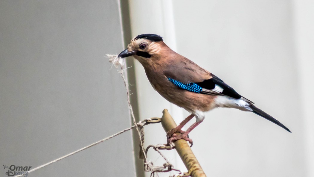 Eurasian Jay