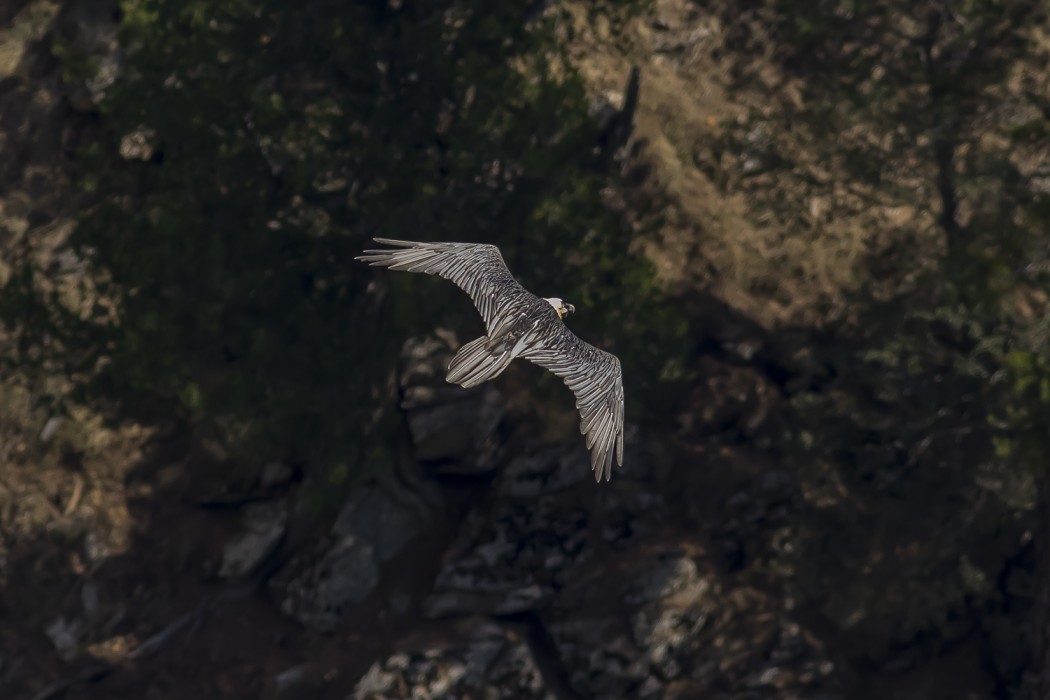 Bearded Vulture