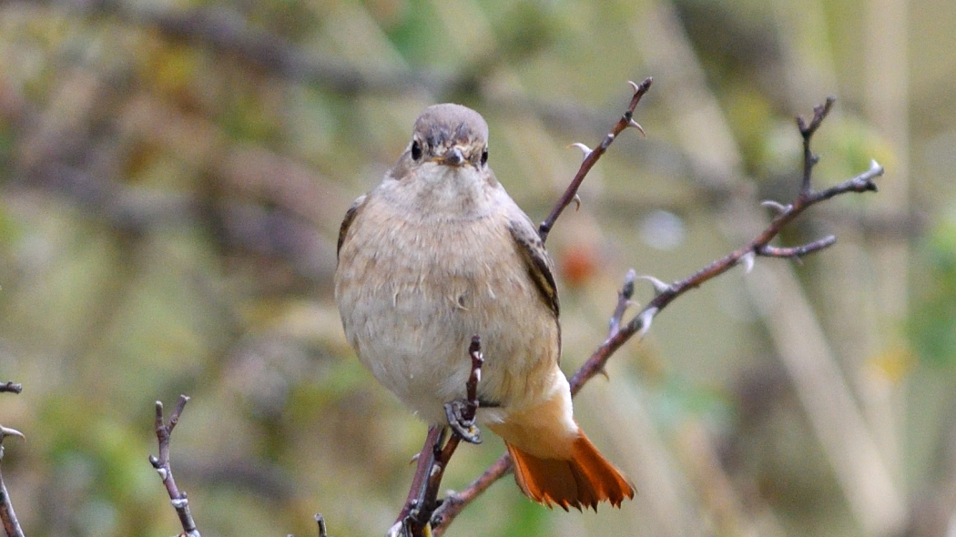 Common Redstart